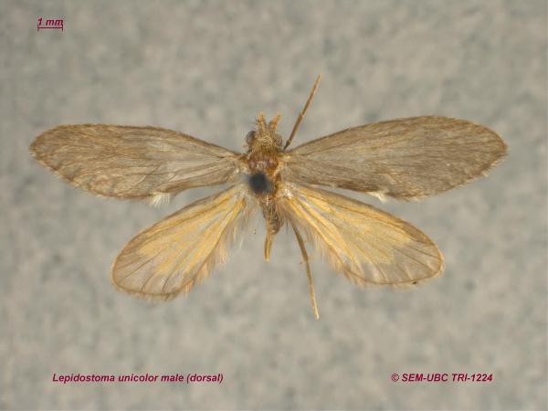 Photo of Lepidostoma unicolor by Spencer Entomological Museum